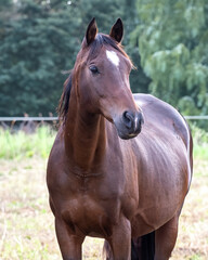 Obraz premium Majestic horse standing in a green field during a sunny day capturing the beauty of nature and wildlife moments
