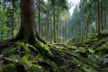 Obraz premium Ancient forest floor with gnarled tree roots covered in vibrant green moss sunlight filtering through the canopy creating a magical atmosphere