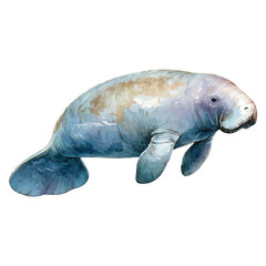 Dugong, watercolor painting vector, isolated on a white background.