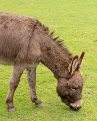 Fototapeta premium Brown donkey grazing on green grass in a sunny field during the afternoon