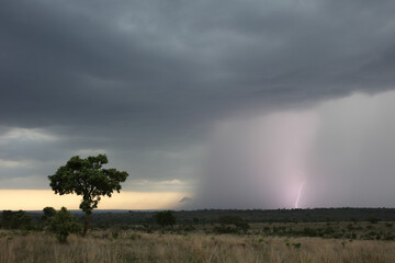 Lightning striking the ground during a rainstorm in the Kruger National Park