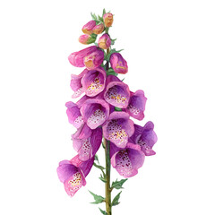 Foxglove, watercolor drawing vector, isolated on a white background. © F-ART