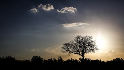 Cloudy sky at sunset with desert tree in the foreground