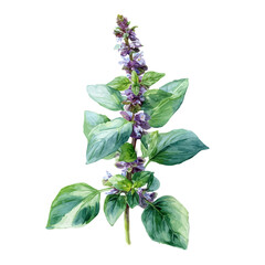 watercolor vector of Holy Basil, isolated on a white background.