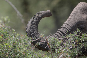 Trunk nose of a young elephant as it learns to eat