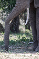 Trunk and ivory tusks of an elephant