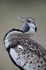 Patterns on a black-bellied bustard head as it calls into the distance