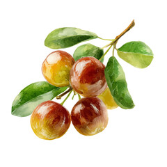 Jujube, watercolor drawing vector, isolated on a white background.