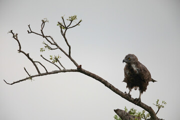Brown snake-eagle perched on tree branch with dull background