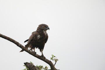Brown snake-eagle perched on tree branch with dull background