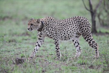 Cheetah with tracking collar looking for something to hunt in the Kruger National Park