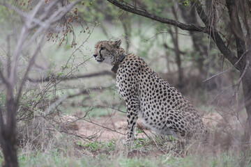 Cheetah with tracking collar looking for something to hunt in the Kruger National Park