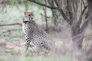 Cheetah with tracking collar looking for something to hunt in the Kruger National Park
