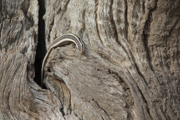 Brown striped lizard looking for sun as it exits the hole in its tree