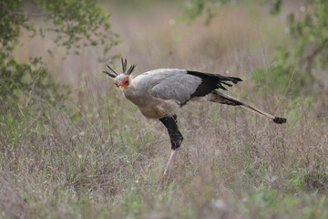 Secretary bird walking through long grass in search of snakes to eat