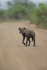 Spotted hyena with tracking collar walking on a gravel road in the Kruger National Park