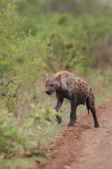 Spotted hyena with tracking collar walking on a gravel road in the Kruger National Park