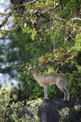 Klipspringer antelope standing on a large rock in a forest