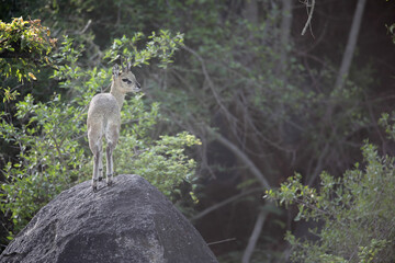 Klipspringer antelope standing on a large rock in a forest © John
