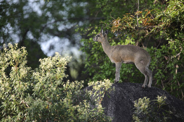 Klipspringer antelope standing on a large rock in a forest © John