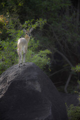 Klipspringer antelope standing on a large rock in a forest
