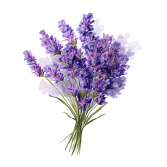 Lavender Bouquet, watercolor vector, isolated on a white background.