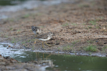 Wader bird walking along a rive bank