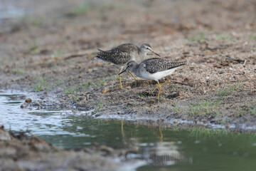 Common greenshank bird looking for food in shallow water