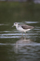 Common greenshank bird looking for food in shallow water