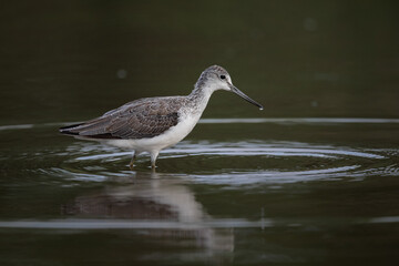 Common greenshank bird looking for food in shallow water