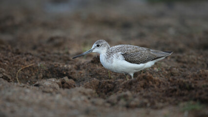Common greenshank bird looking for food in shallow water