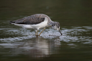 Greenshank bird scratching its head while standing in water with ripples and reflection