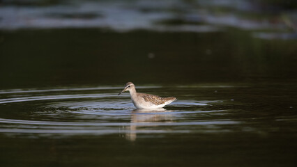 Common greenshank bird looking for food in shallow water