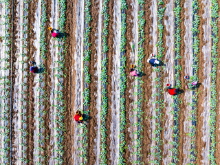Farmers are working in the watermelon field.