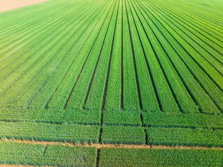 Wheat is growing in the field ,The wheat fields are under the blue sky and white clouds