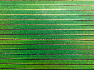 Wheat is growing in the field ,The wheat fields are under the blue sky and white clouds