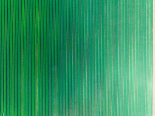 Wheat is growing in the field ,The wheat fields are under the blue sky and white clouds