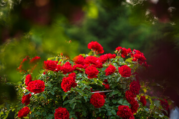 In the summer, rose is blooming