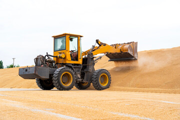 The farmers use a loader to pile up the mature wheat.