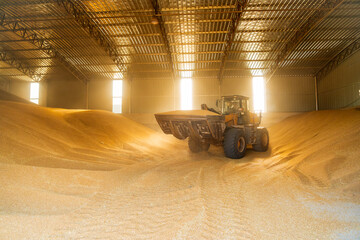 The farmers use a loader to pile up the mature wheat.