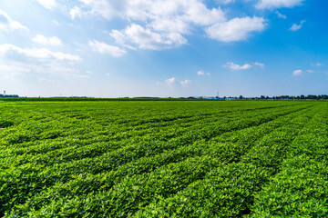 The peanut field is in the blue sky and white clouds