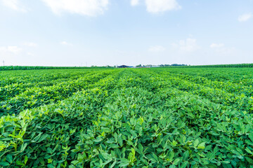 The peanut field is in the blue sky and white clouds
