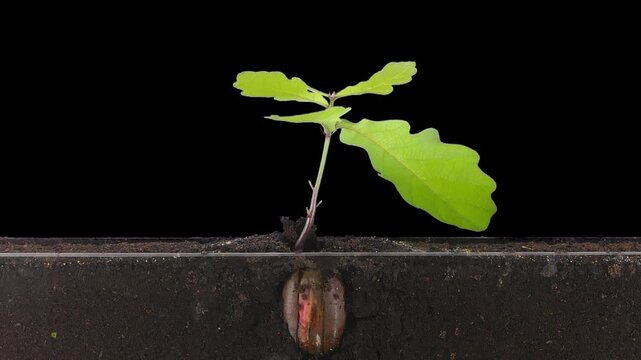 Oak acorn (Quercus robur) was planted in the rhizobox to study growing roots. Acorn germinated, grew, and developed leaves within 35 days