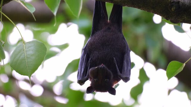 An Australian flying fox hanging upside down from a tree branch amidst lush greenery, chewing fruit pulp, close up shot.