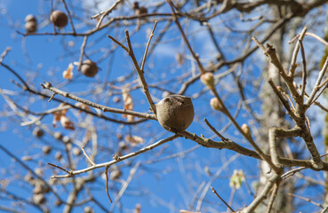 Plant galls hanging from chesnut branches