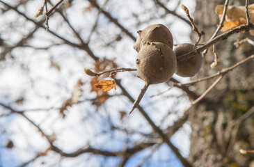 Plant galls hanging from chesnut branches