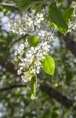 Flowers blossoning in racemes of bird cherry or prunus padus