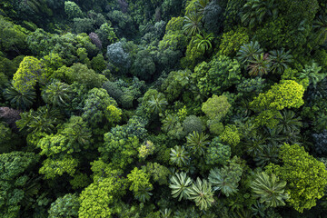 Tropical rainforest aerial view showing dense green vegetation with various tree species and lush foliage creating vibrant natural wilderness scene full of life and color