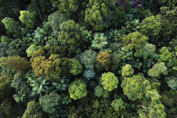 Naklejka premium Treetop view of dense rainforest with rich green foliage and diverse plant species creating vibrant natural texture full of life and biodiversity