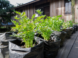 ​Fresh green celery plants growing in black polybags in a home garden. Organic vegetable cultivation